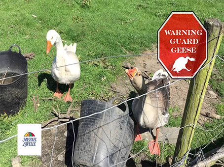 Dundalk Homes Adopting New Security Measures With “Geese Squads”