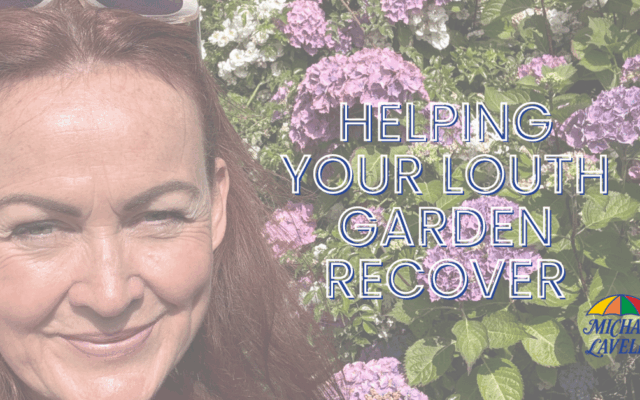 From Heatwave to Haven: Helping Your Louth Garden Recover (and Getting Your Storage Sorted)